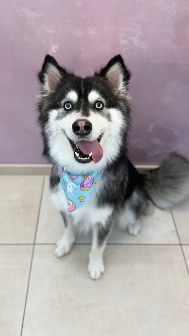 Husky met blauw bandana na de trimbeurt bij Roxy's Trimsalon