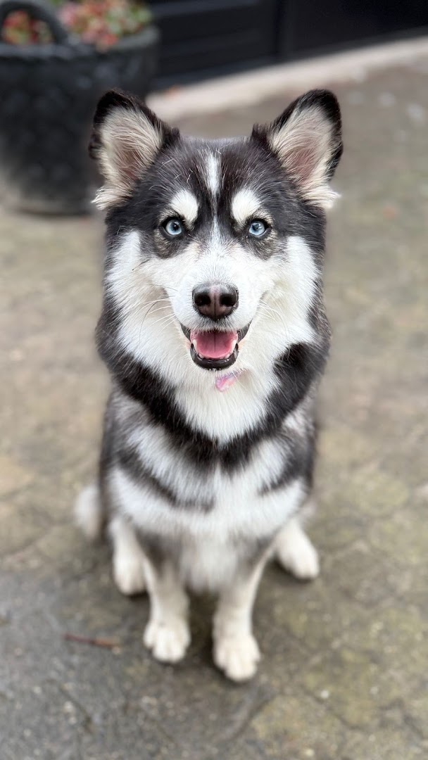 Husky van Roxy's Trimsalon, kort na de trimbeurt
