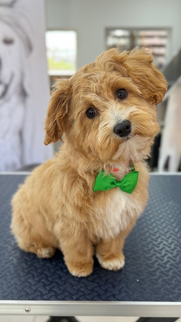 Poedelpup met groene strik op de trimtafel