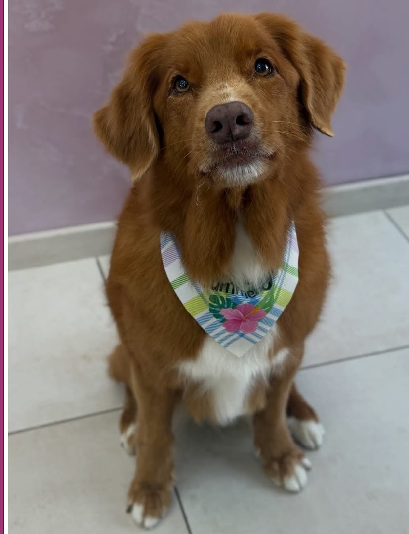 Nova Scotia Duck Tolling Retriever met bandana